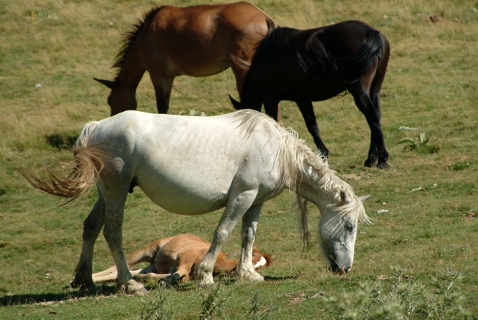 Animali al pascolo